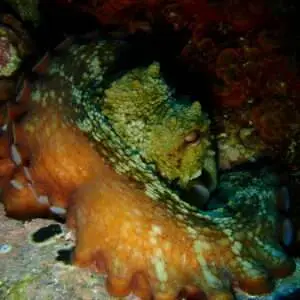 Viajes de buceo Buen Azul