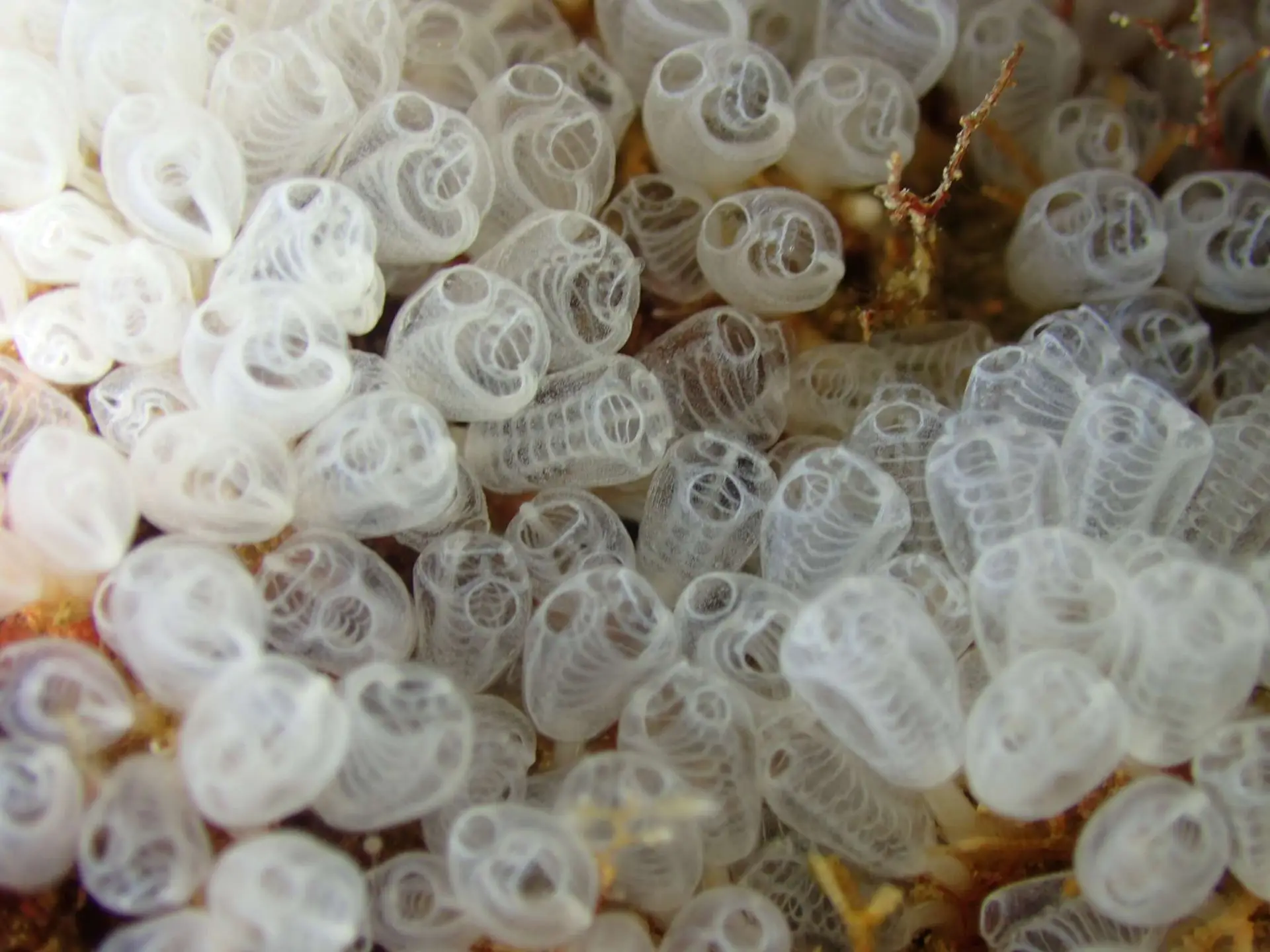 Viajes de Buceo Buen Azul