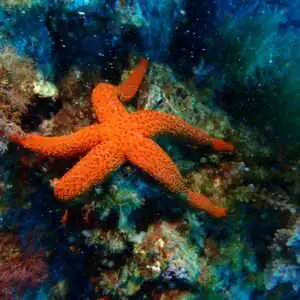 Viajes de Buceo Buen Azul