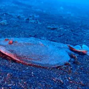 Viajes de Buceo Buen Azul