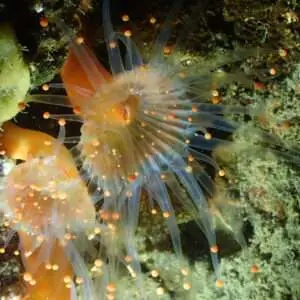 Viajes de Buceo Buen Azul