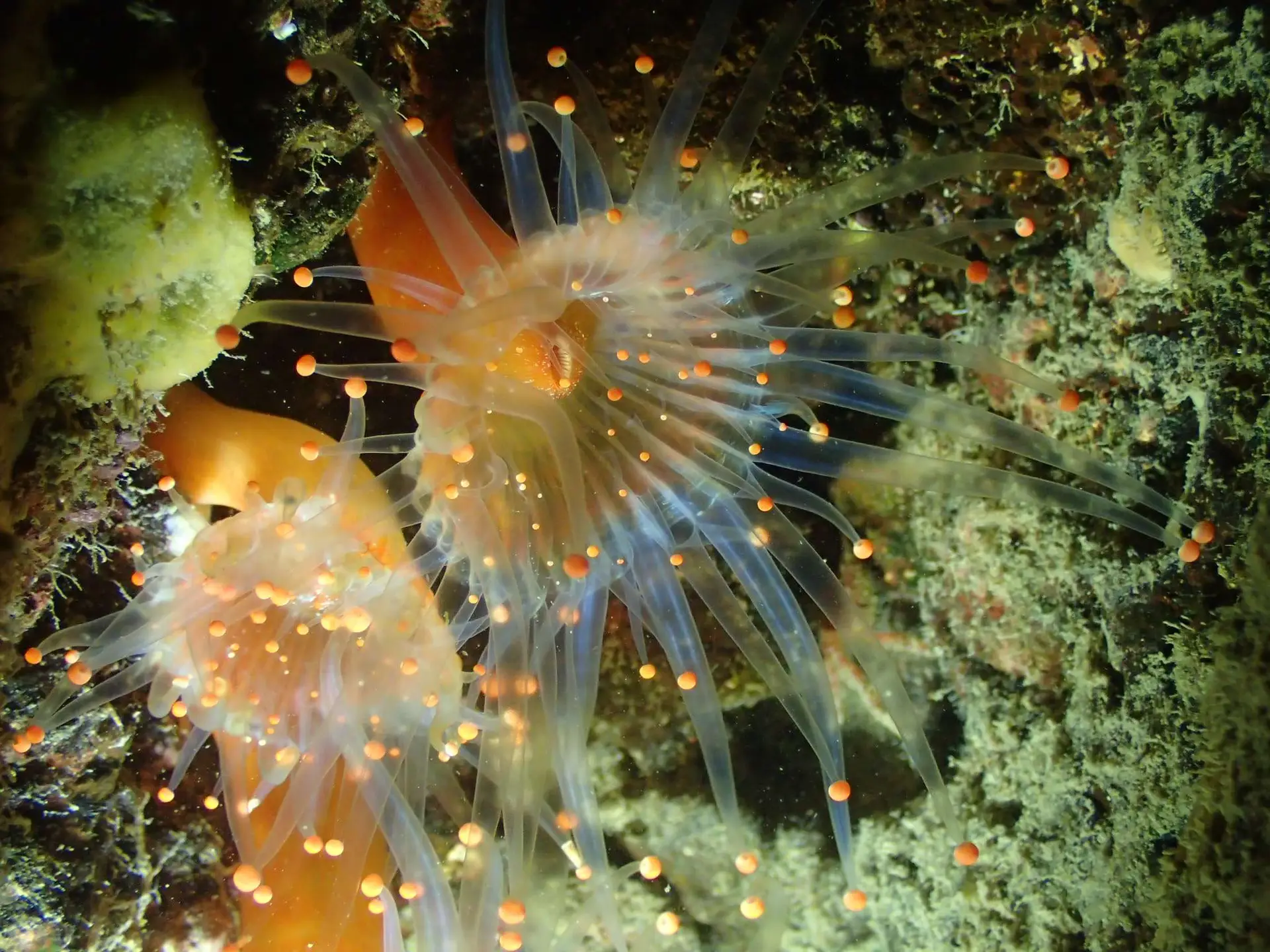 Viajes de Buceo Buen Azul