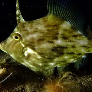 Viajes de Buceo Buen Azul
