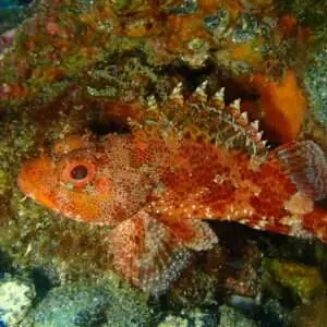 Viajes de buceo Buen Azul