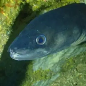 Viajes de Buceo Buen Azul