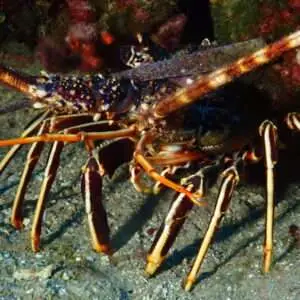 Viaje de Buceo Buen Azul