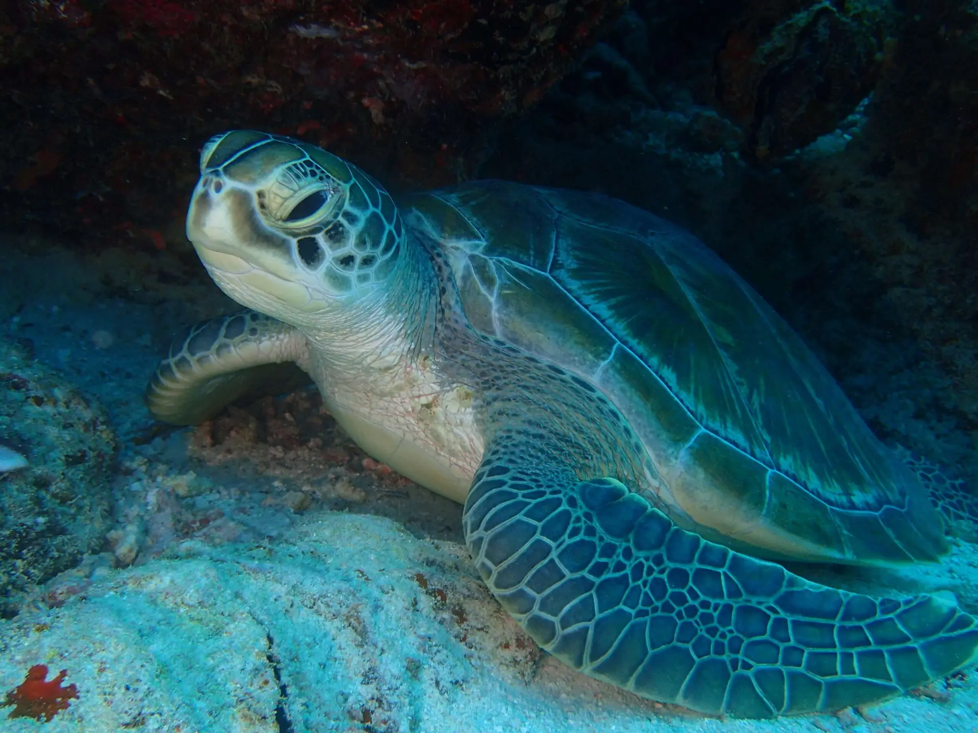 Viajes de Buceo Buen Azul