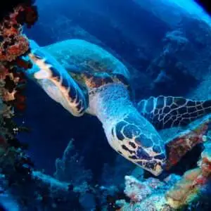 Viaje de Buceo Buen Azul