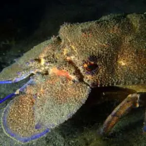 Viajes de Buceo Buen Azul