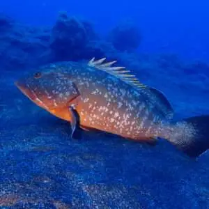 Viajes de Buceo Buen Azul