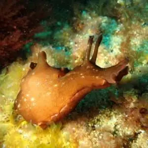 Viajes de Buceo Buen Azul