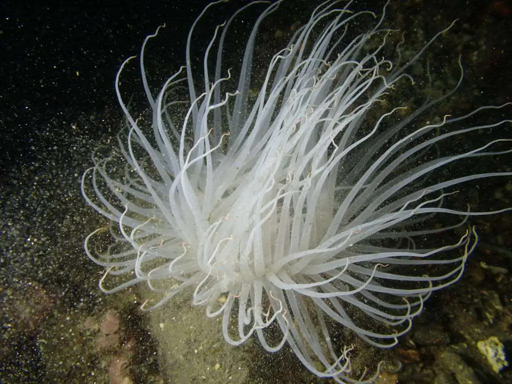 Viajes de Buceo Buen Azul